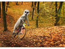 2425244_maverick_meerkats_10.jpg
