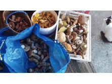 3-� ��� �� ����