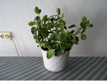 ��������� - ������ ������� � ������������