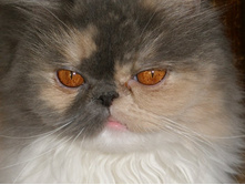 ������ - 4 ����