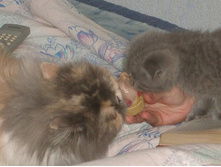 ������ � �����