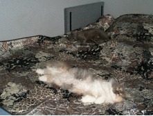 ����� � �����