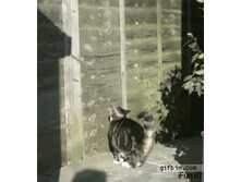 ��� ����������� �� �����.gif