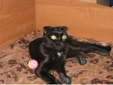 ���� ������