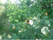 �������� �����