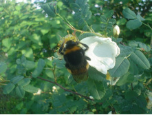 ����� ��������