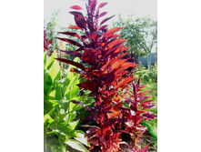 ������� �������.JPG