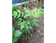 ������ �������� .JPG