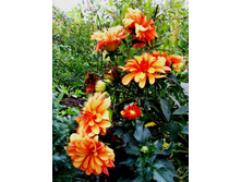 ��������������� �������� ��� �����.JPG