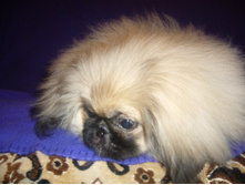 ����������� 100.jpg