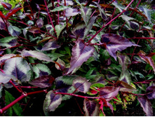 ����� ��� ������.JPG