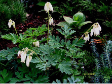 ������� ������.JPG