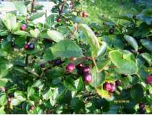 ��������� ���������.JPG