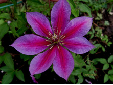 ���� �������.JPG