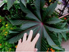 ��������� ����.JPG