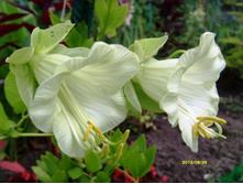 ����� �����.JPG