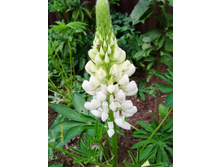 ����� ������.JPG