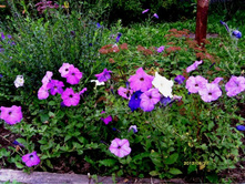 ������� ����������.JPG