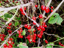 ��������� �������.JPG