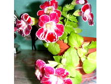 �������