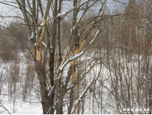 ���� �����