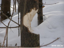 ����� ����