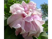 ���� �������