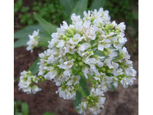 ���� ������