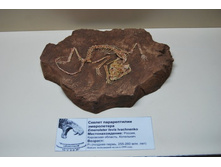 ����������