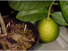 ��������� ��������)