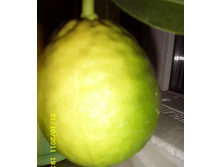 ����� ����.���������)