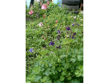 ���������