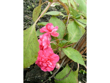 ������� �������� ���������2