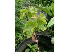 �� ��������� ����, �� �������� �������� \"�������\". ��� ���? ���������� ����������