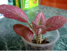 ������� ��������� ����