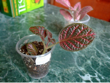 ������� ���� �����