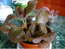 ������� ����