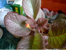 ������� ��� ����