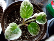 ������ ������ �����