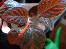 ������� ���� �����