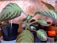 ������� �������� �� ����������