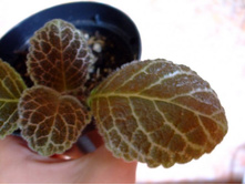 ������� ������ �������