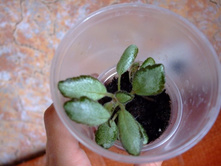 ������� ������� ����