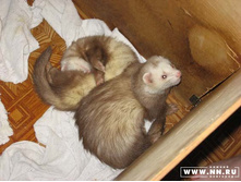 � ������� ��������