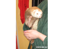 ������ - �����