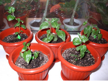 ������ - �������