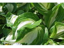 ����� �����