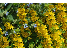 ������� �� ֣����