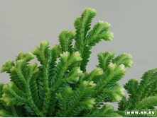 ����������� �� - �����