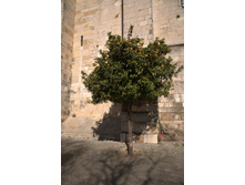 ������������ ������